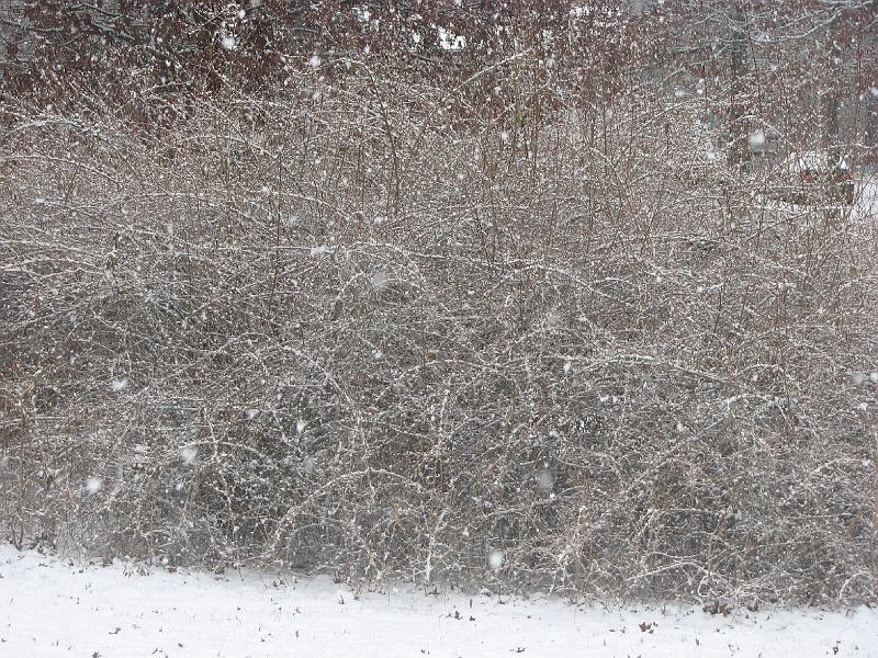 2008-12-07_First_Snow 033.jpg